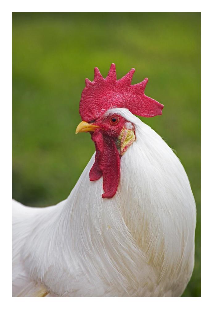 Domestic Chicken, White Leghorn, cockerel, close-up of head and neck, France-Paper Art-18"x26"