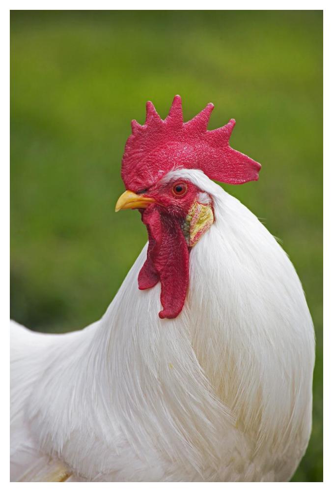 Domestic Chicken, White Leghorn, cockerel, close-up of head and neck, France-Paper Art-34"x50"