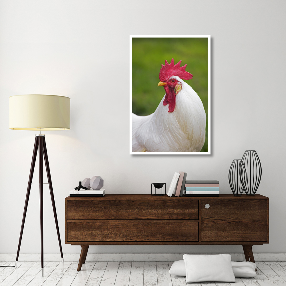 Domestic Chicken, White Leghorn, cockerel, close-up of head and neck, France-Paper Art-34&quotx50"