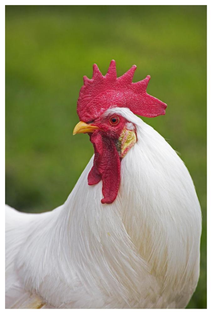 Domestic Chicken, White Leghorn, cockerel, close-up of head and neck, France-Paper Art-42"x62"