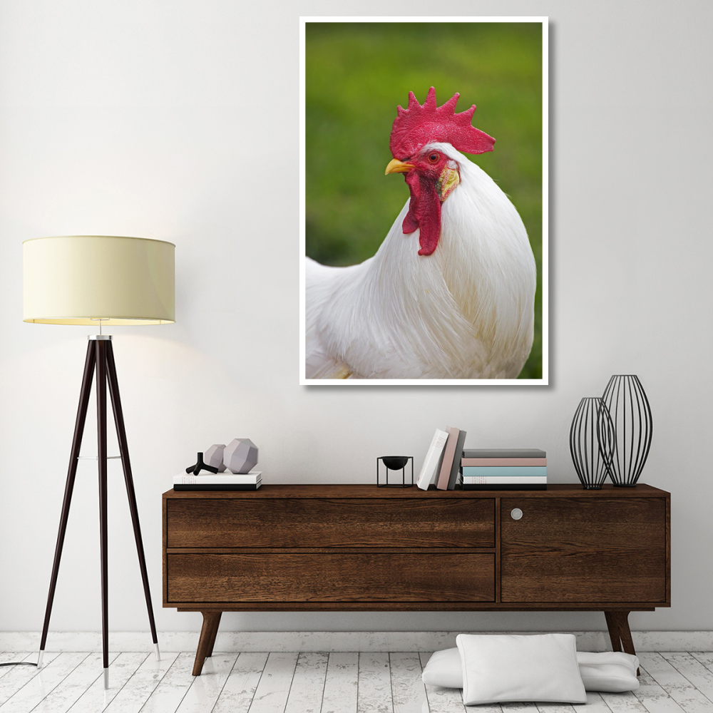 Domestic Chicken, White Leghorn, cockerel, close-up of head and neck, France-Paper Art-42&quotx62"