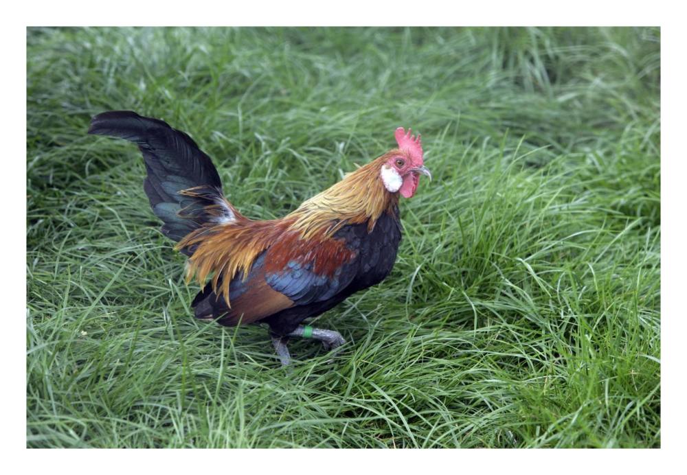Domestic Chicken, Lavender Barbu D'anver, cockerel-Paper Art-26"x18"