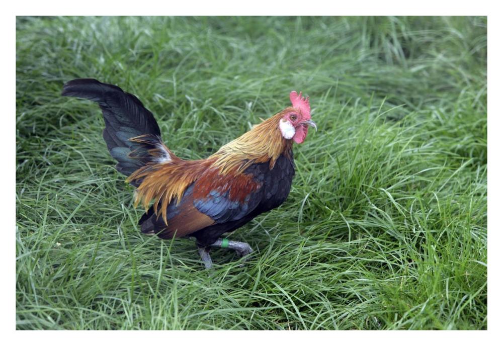 Domestic Chicken, Lavender Barbu D'anver, cockerel-Paper Art-32"x22"
