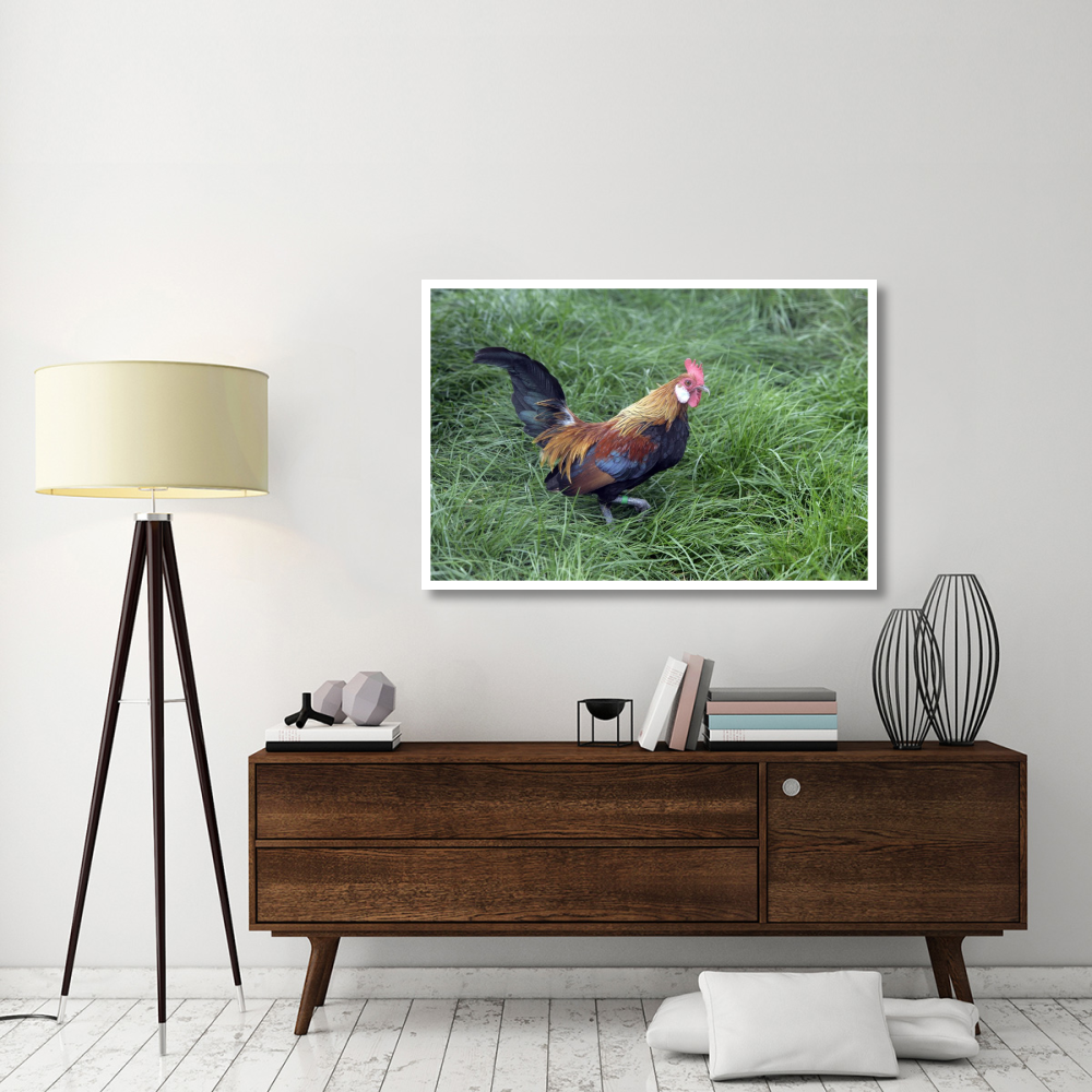 Domestic Chicken, Lavender Barbu D'anver, cockerel-Paper Art-50&quotx34"