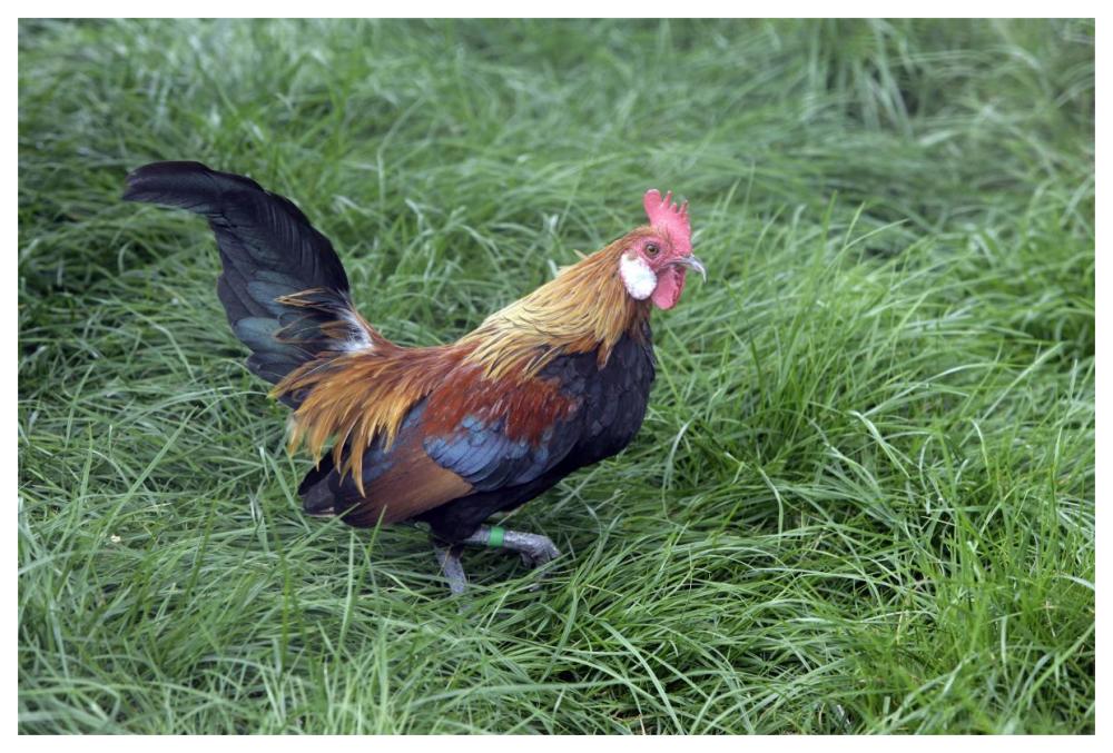 Domestic Chicken, Lavender Barbu D'anver, cockerel-Paper Art-62"x42"