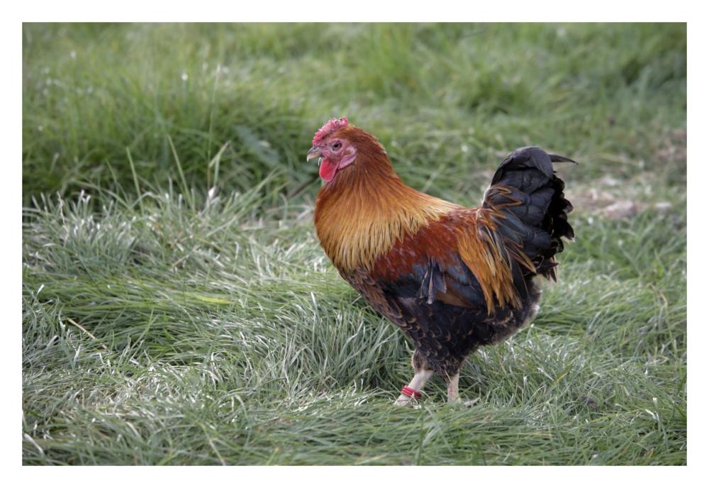 Domestic Chicken, Partridge Wyandotte Miniature, cockerel-Paper Art-32"x22"