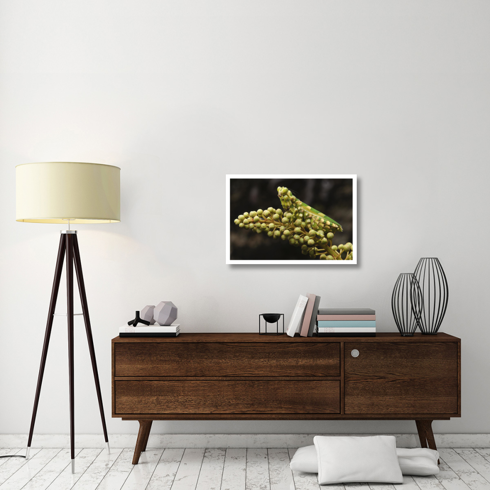 Mantis on Pitcher Plant-Paper Art-32&quotx22"