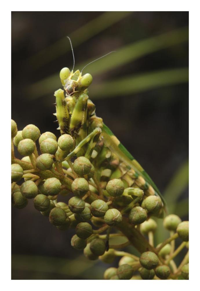 Mantis on Pitcher Plant-Paper Art-18"x26"