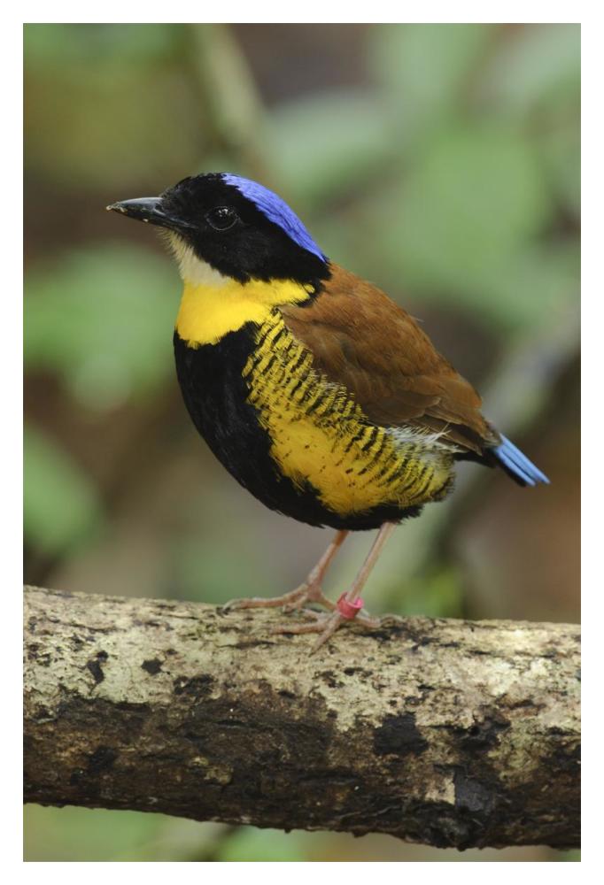 Gurney's Pitta male, Krabi, Thailand-Paper Art-14"x20"