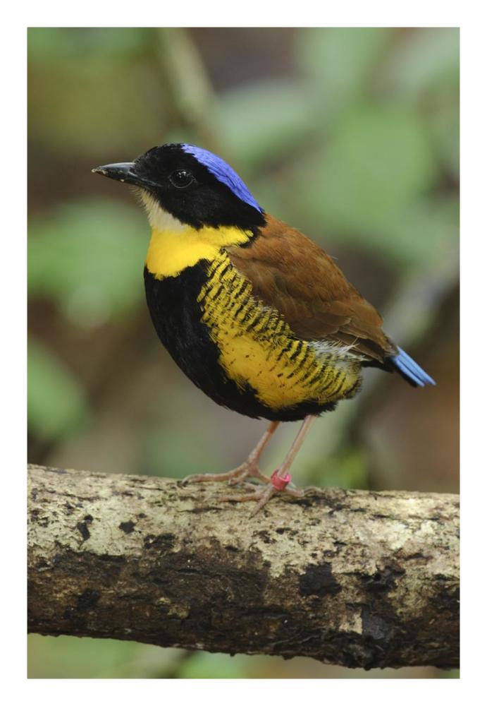 Gurney's Pitta male, Krabi, Thailand-Paper Art-18"x26"