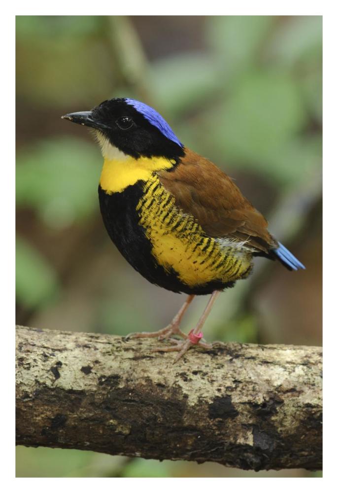 Gurney's Pitta male, Krabi, Thailand-Paper Art-22"x32"