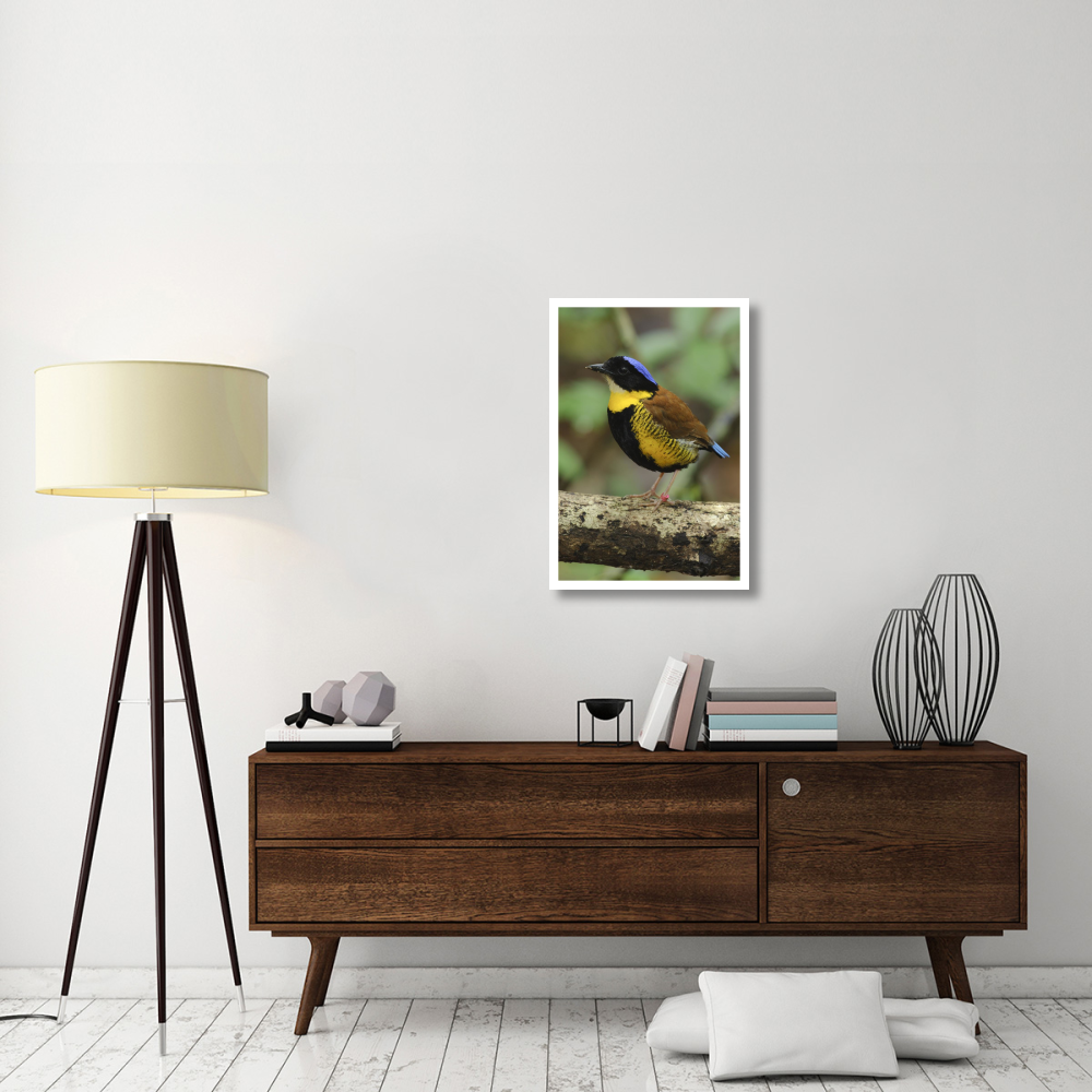 Gurney's Pitta male, Krabi, Thailand-Paper Art-22&quotx32"
