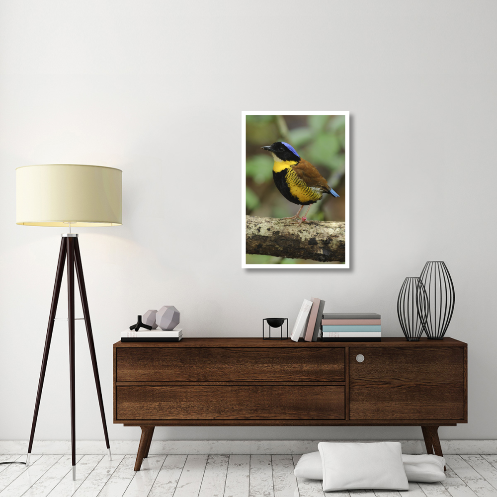 Gurney's Pitta male, Krabi, Thailand-Paper Art-26&quotx38"