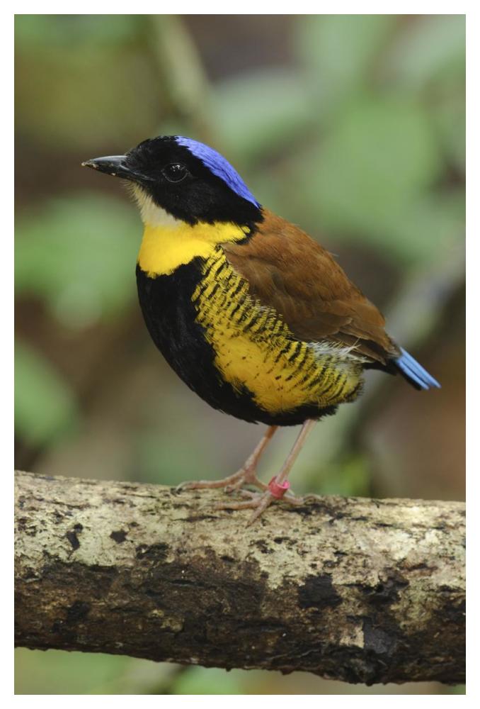 Gurney's Pitta male, Krabi, Thailand-Paper Art-34"x50"