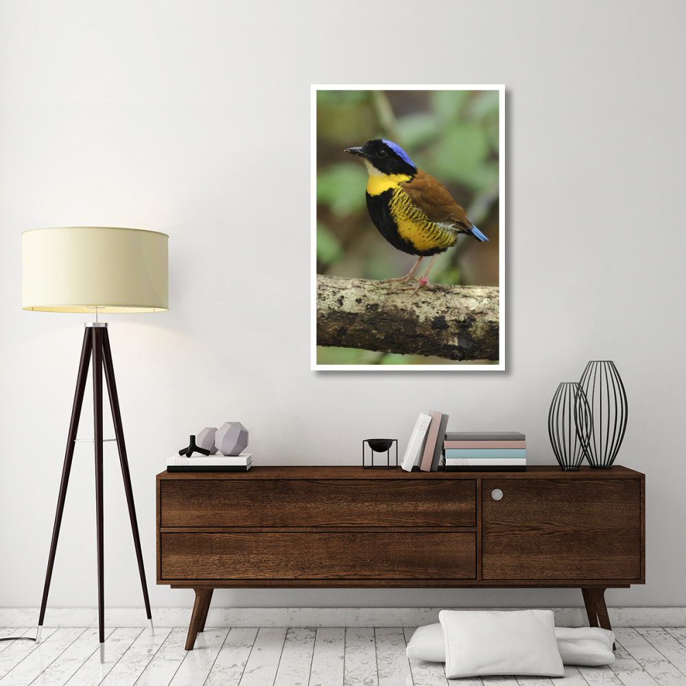 Gurney's Pitta male, Krabi, Thailand-Paper Art-34&quotx50"