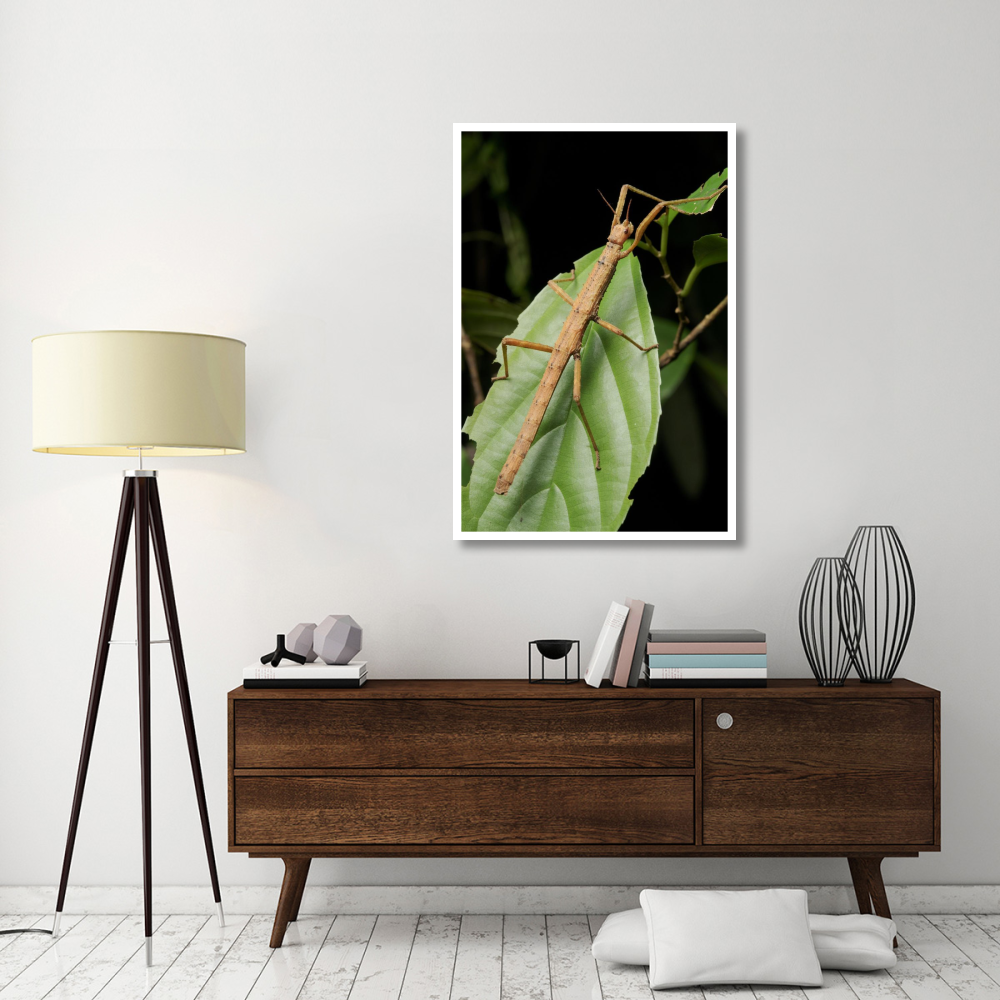 Stick insect, North Maluku, Indonesia-Paper Art-34&quotx50"