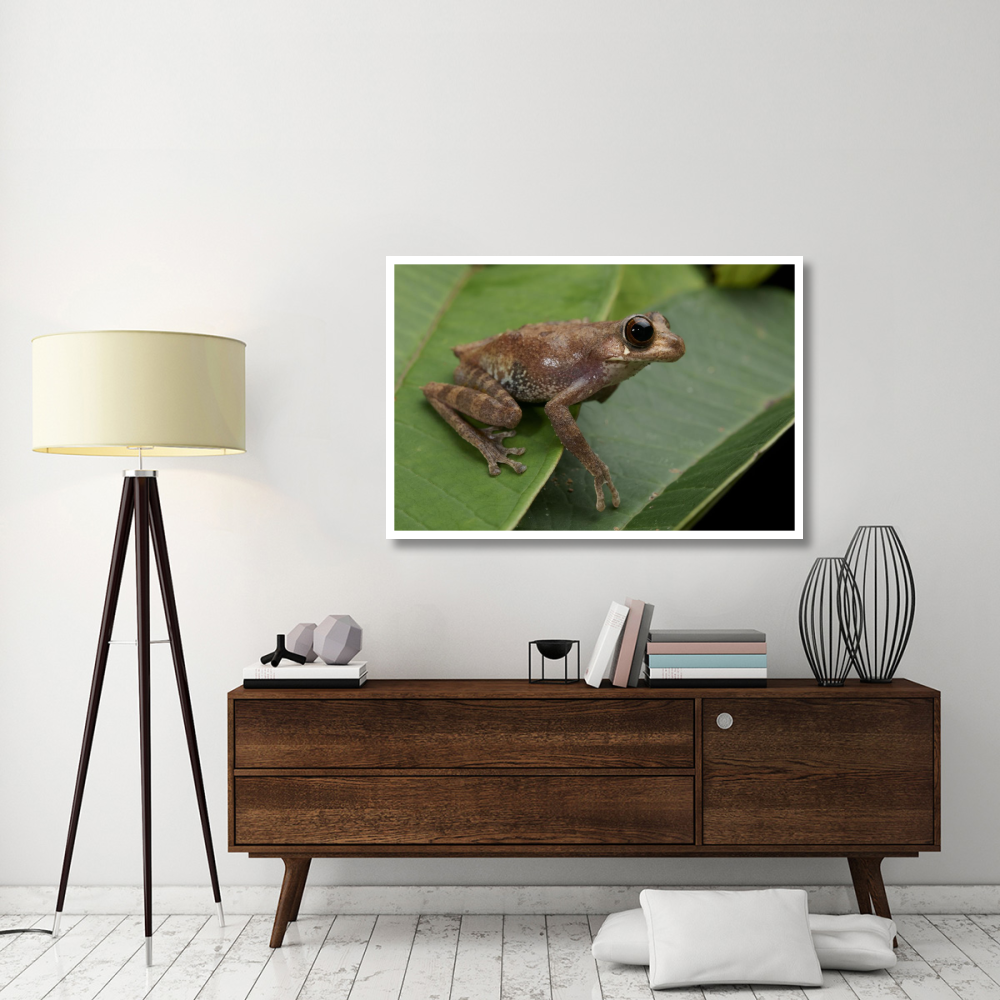 Shrub Frog, Sarawak, Borneo, Malaysia-Paper Art-50&quotx34"