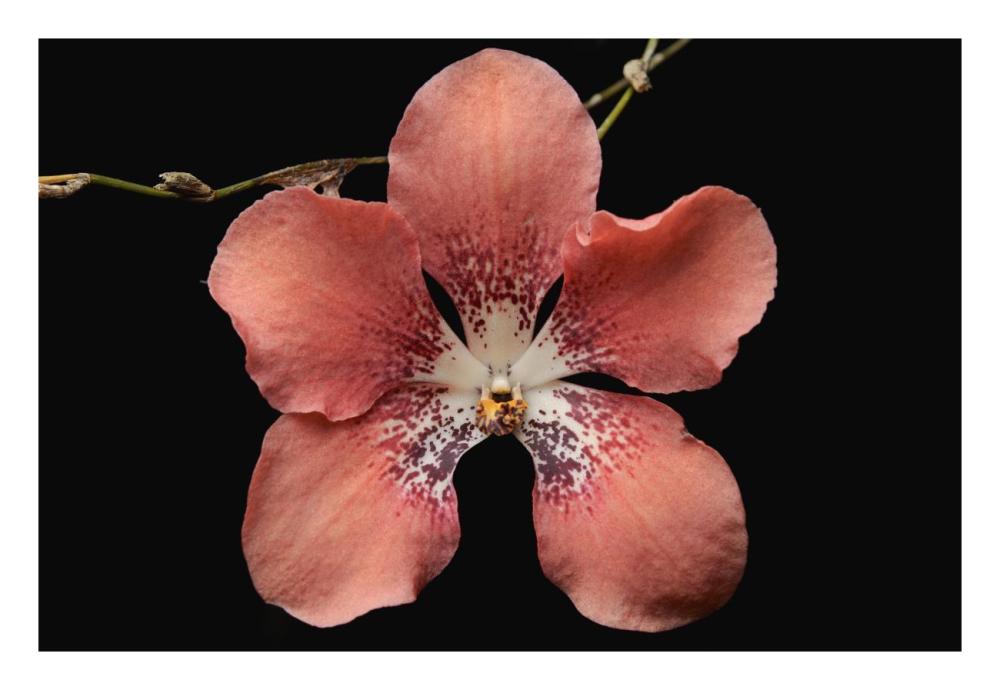 Orchid flower, Sabah, Borneo, Malaysia-Paper Art-26"x18"