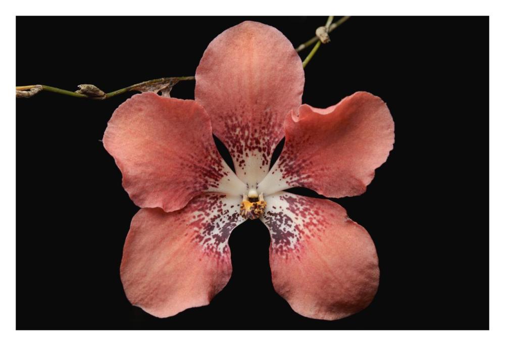 Orchid flower, Sabah, Borneo, Malaysia-Paper Art-32"x22"