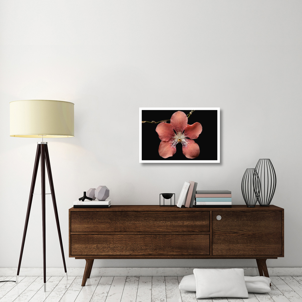 Orchid flower, Sabah, Borneo, Malaysia-Paper Art-32&quotx22"