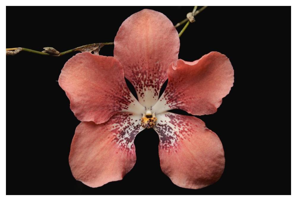 Orchid flower, Sabah, Borneo, Malaysia-Paper Art-50"x34"