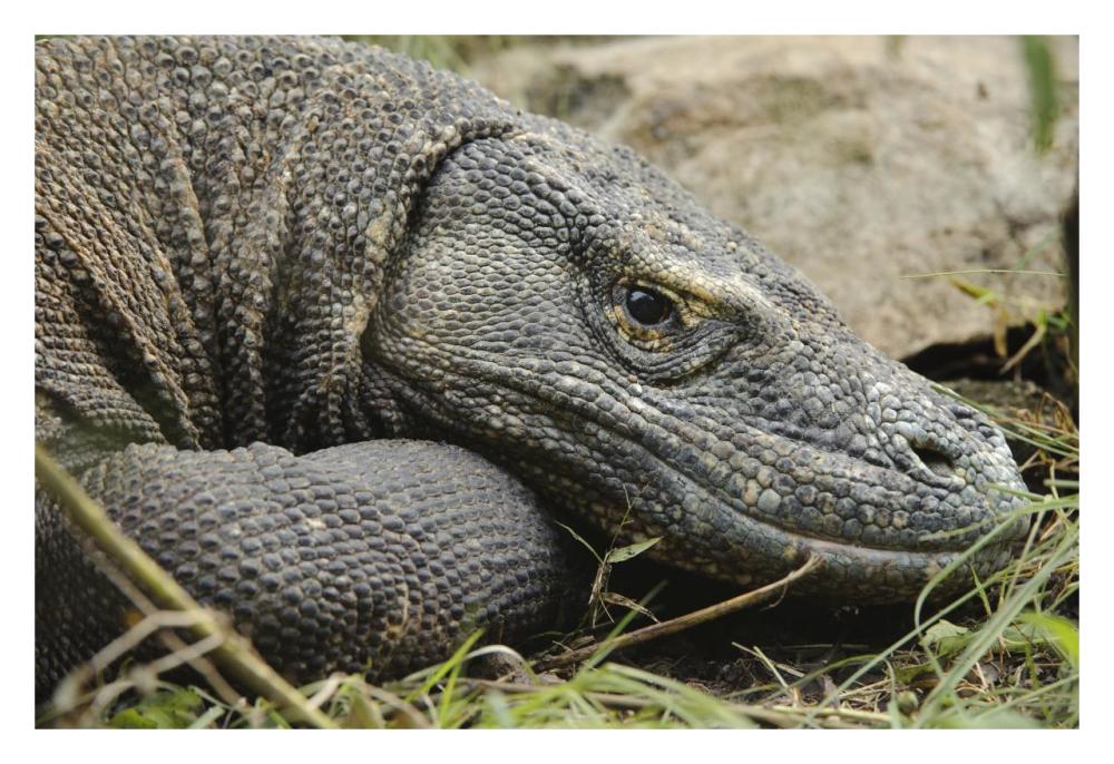 Komodo Dragon, Nusa Tenggara, Indonesia-Paper Art-32"x22"