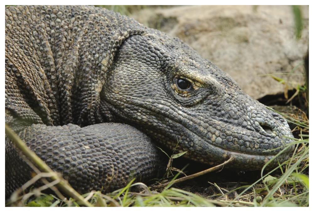 Komodo Dragon, Nusa Tenggara, Indonesia-Paper Art-62"x42"