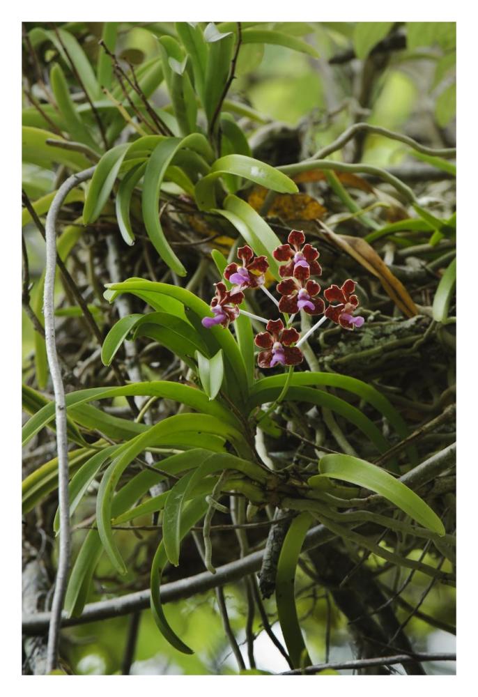 Orchid flowers, Nusa Tenggara, Indonesia-Paper Art-22"x32"
