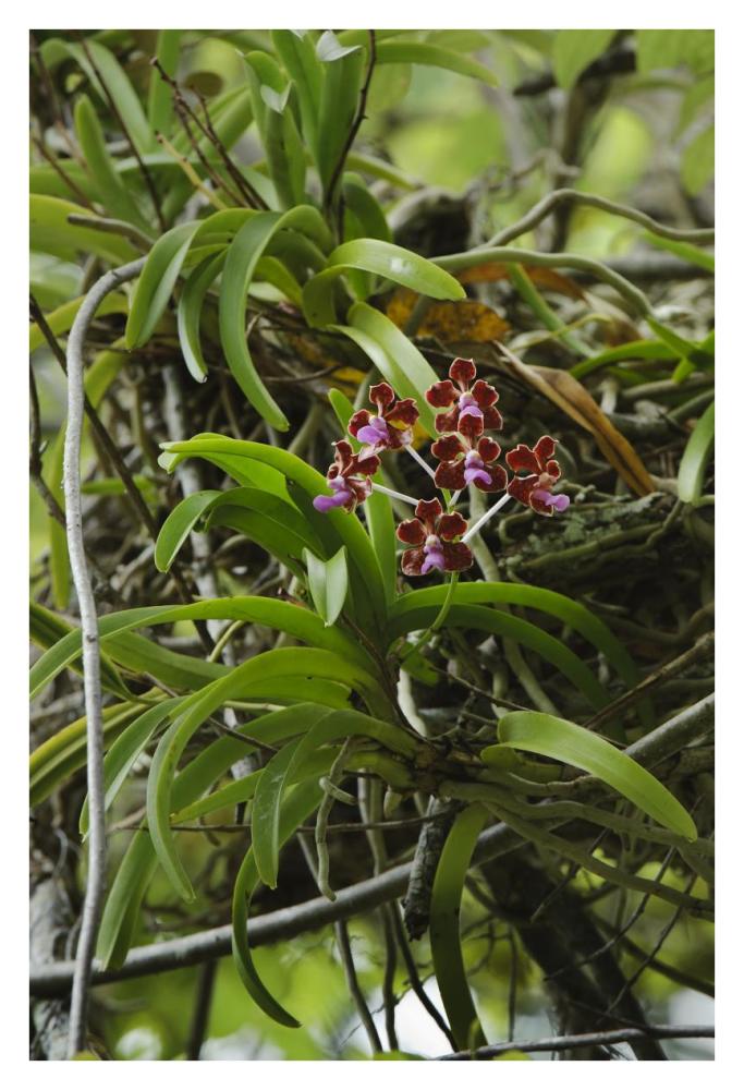 Orchid flowers, Nusa Tenggara, Indonesia-Paper Art-26"x38"