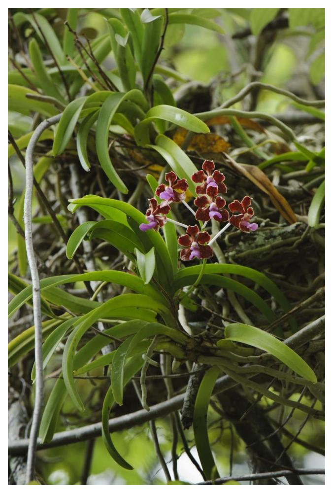 Orchid flowers, Nusa Tenggara, Indonesia-Paper Art-42"x62"