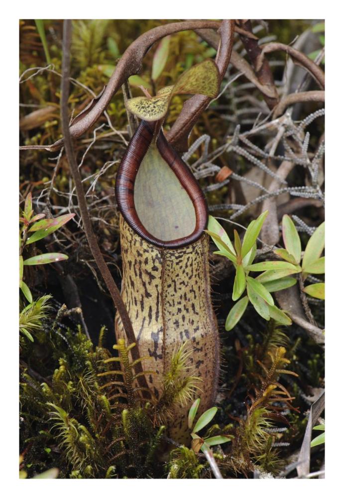 Pitcher Plant pitcher, Kelantan, Malaysia-Paper Art-18"x26"