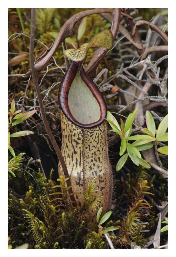 Pitcher Plant pitcher, Kelantan, Malaysia-Paper Art-22"x32"