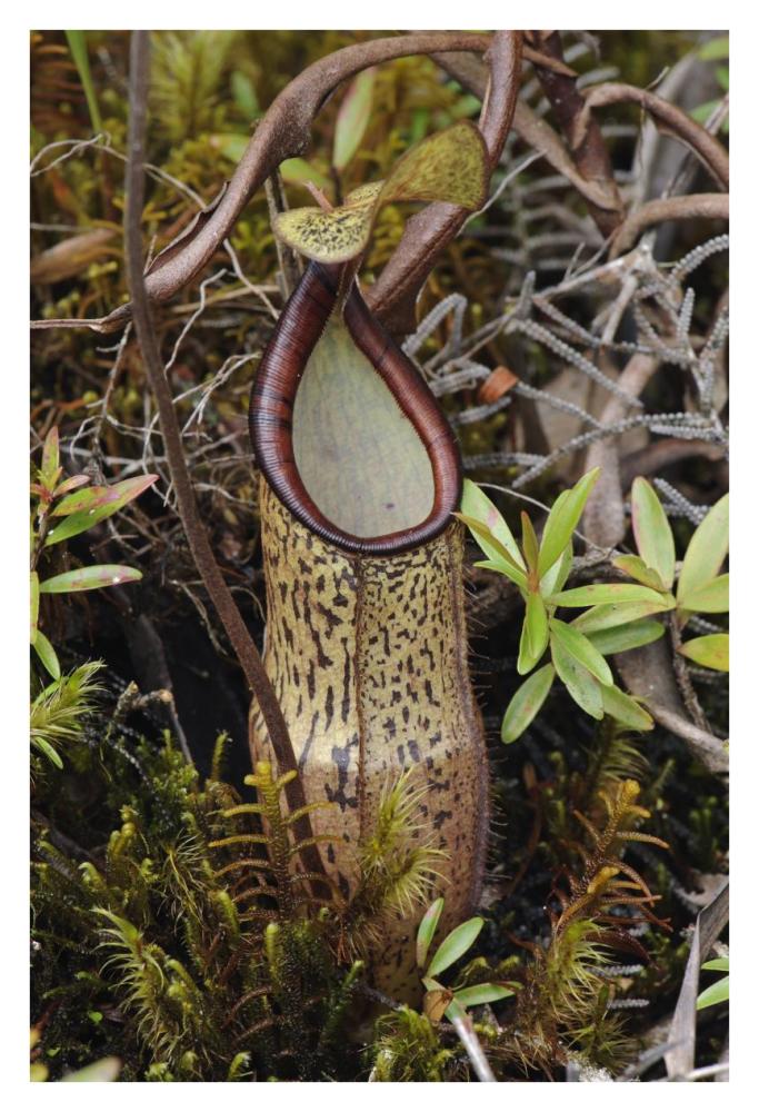 Pitcher Plant pitcher, Kelantan, Malaysia-Paper Art-26"x38"