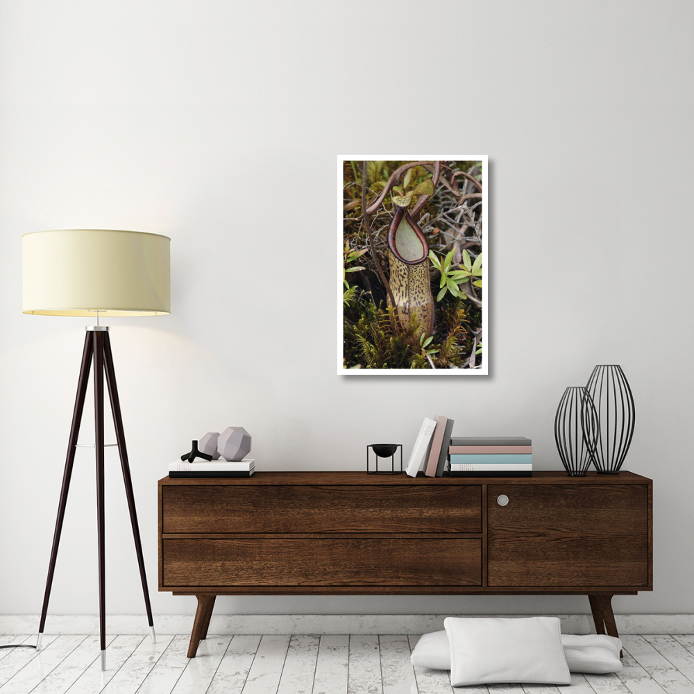 Pitcher Plant pitcher, Kelantan, Malaysia-Paper Art-26&quotx38"