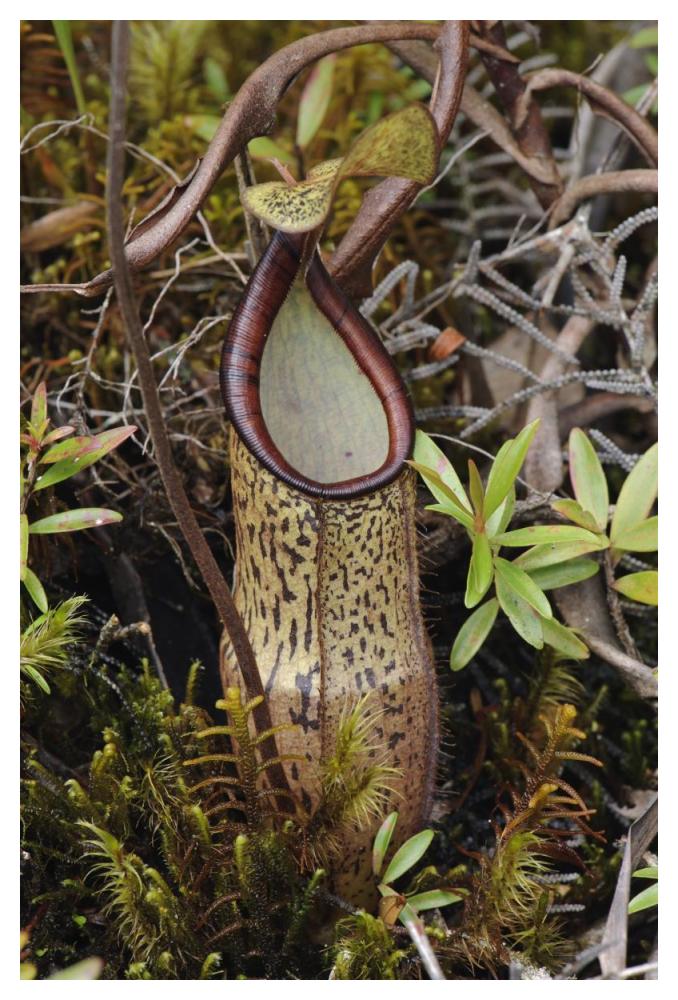 Pitcher Plant pitcher, Kelantan, Malaysia-Paper Art-34"x50"