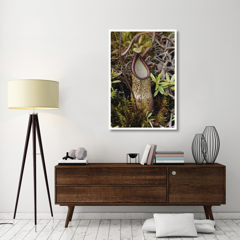 Pitcher Plant pitcher, Kelantan, Malaysia-Paper Art-34&quotx50"