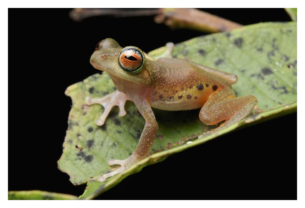 Masked Treefrog, Sarawak, Borneo, Malaysia-Paper Art-20"x14"