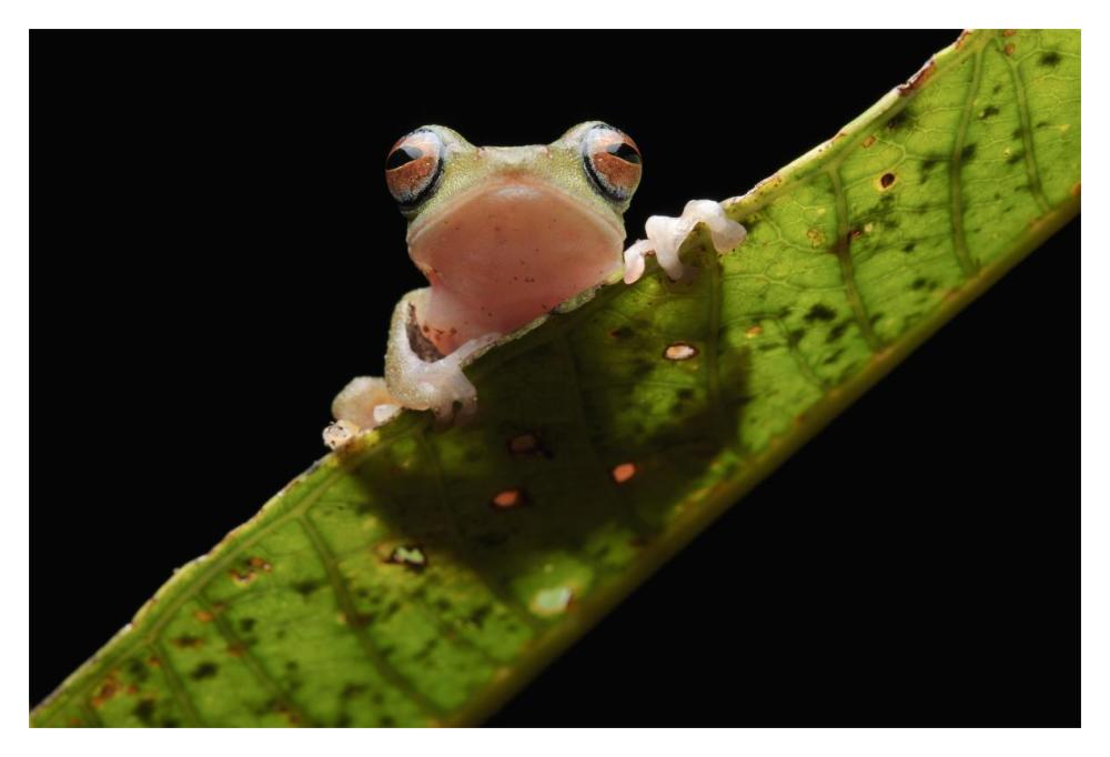 Masked Treefrog, Sarawak, Borneo, Malaysia-Paper Art-20"x14"