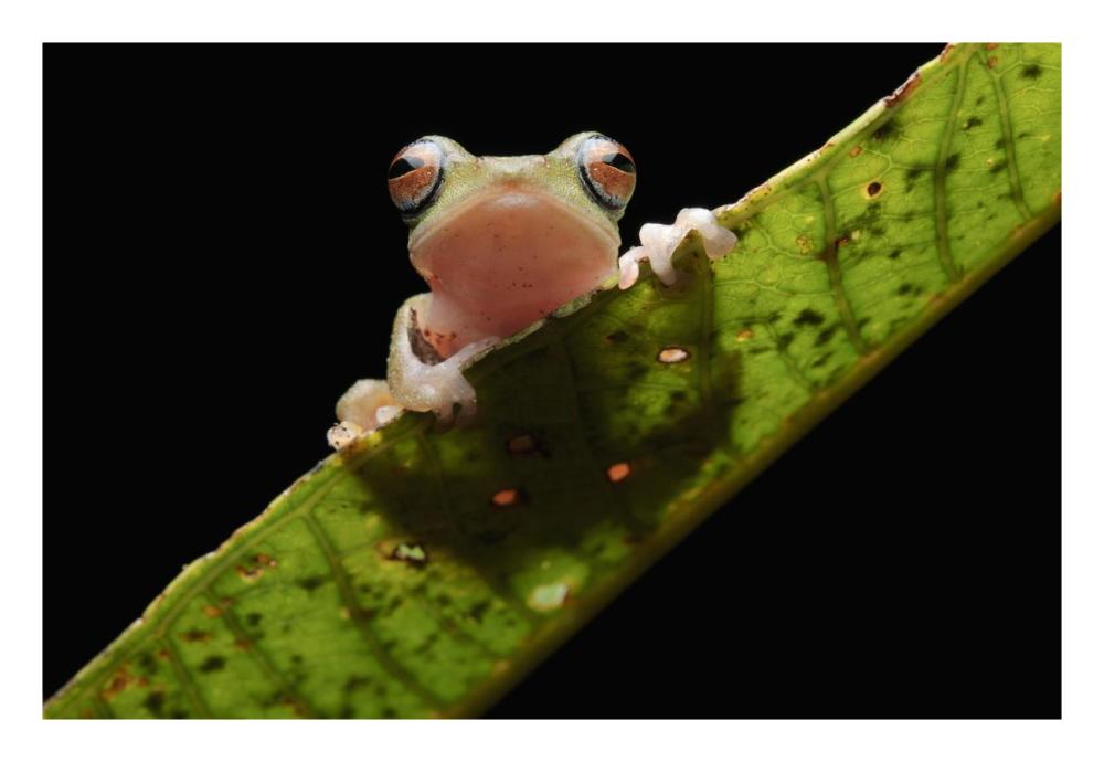 Masked Treefrog, Sarawak, Borneo, Malaysia-Paper Art-26"x18"