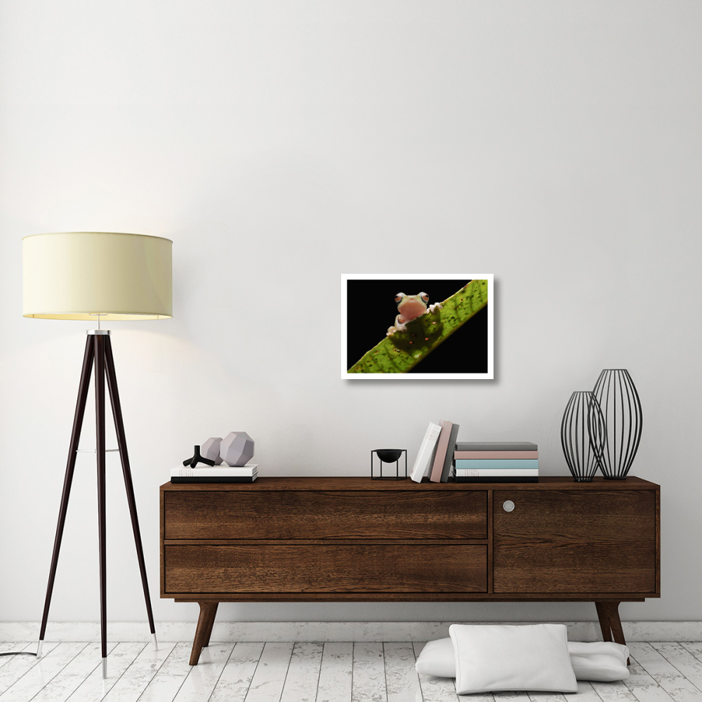 Masked Treefrog, Sarawak, Borneo, Malaysia-Paper Art-26&quotx18"