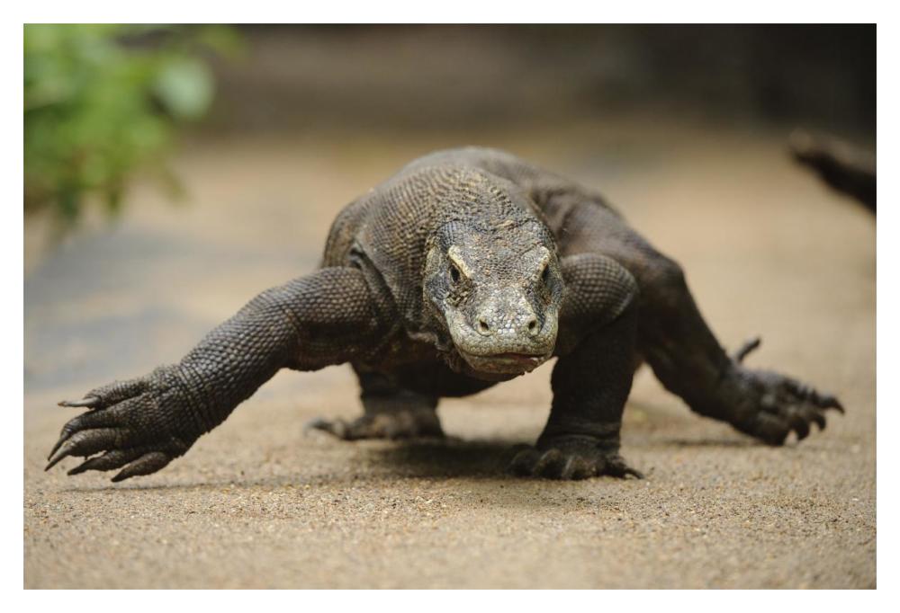 Komodo Dragon walking, Nusa Tenggara, Indonesia-Paper Art-20"x14"