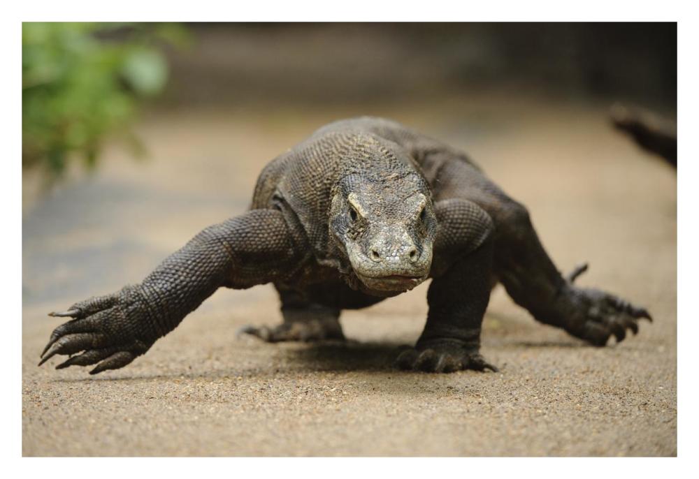 Komodo Dragon walking, Nusa Tenggara, Indonesia-Paper Art-32"x22"