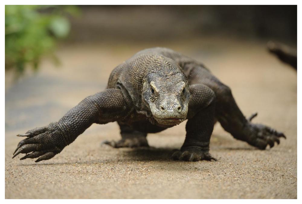 Komodo Dragon walking, Nusa Tenggara, Indonesia-Paper Art-62"x42"
