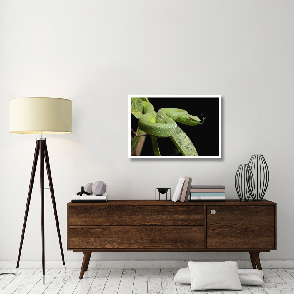Sabah Bamboo Pitviper, Sarawak, Borneo, Malaysia-Paper Art-38&quotx26"
