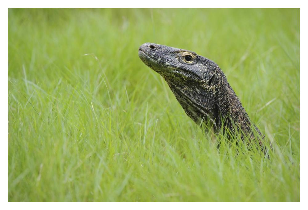 Komodo Dragon in grass, Nusa Tenggara, Indonesia-Paper Art-20"x14"