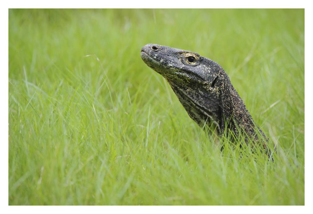 Komodo Dragon in grass, Nusa Tenggara, Indonesia-Paper Art-38"x26"