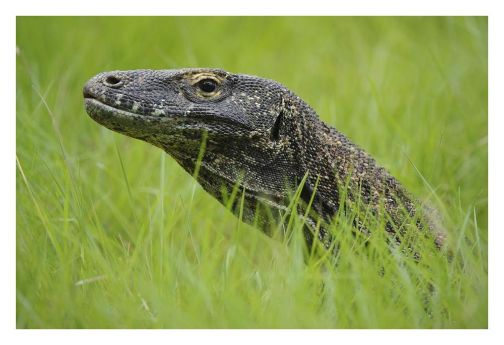 Komodo Dragon in grass, Nusa Tenggara, Indonesia-Paper Art-32"x22"