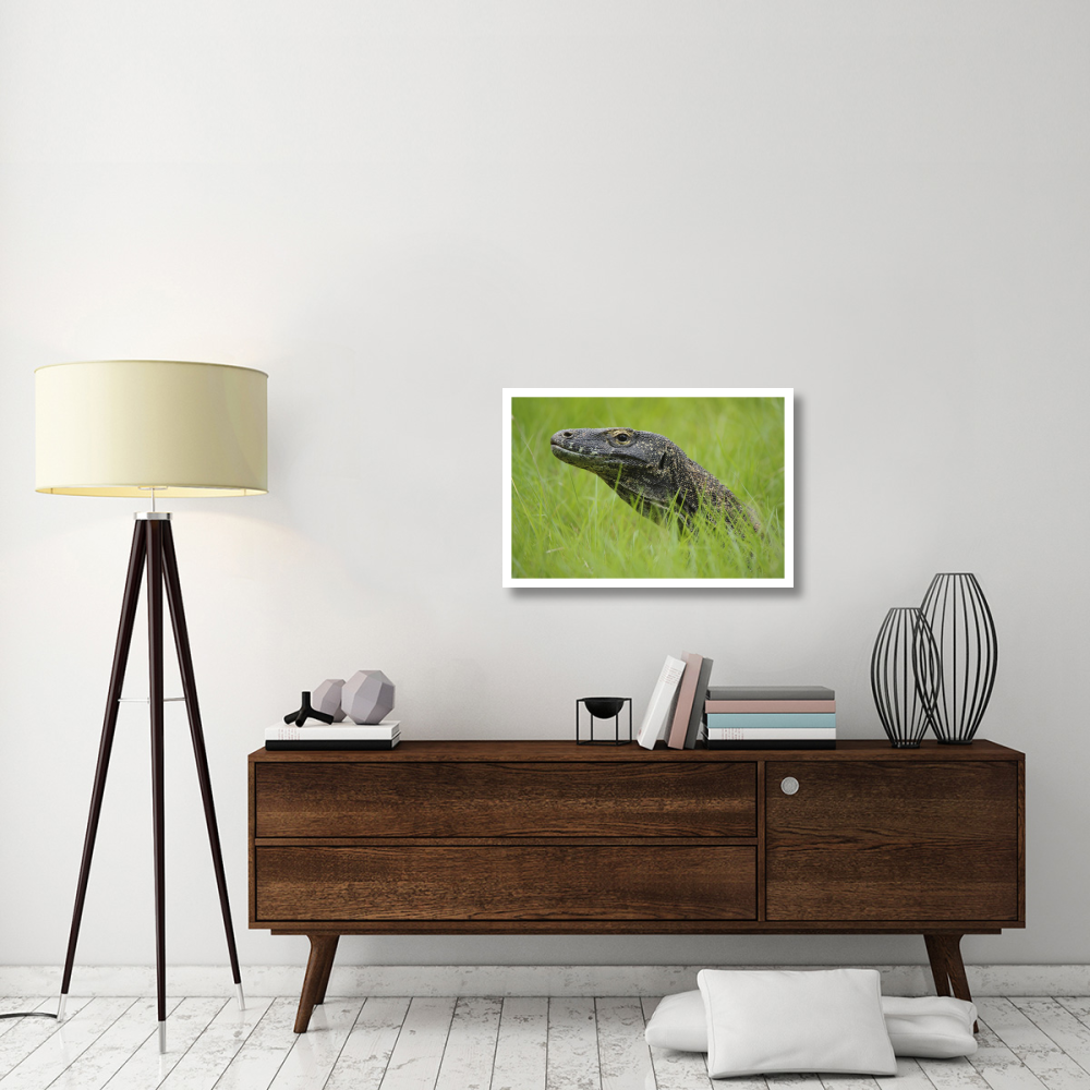 Komodo Dragon in grass, Nusa Tenggara, Indonesia-Paper Art-32&quotx22"