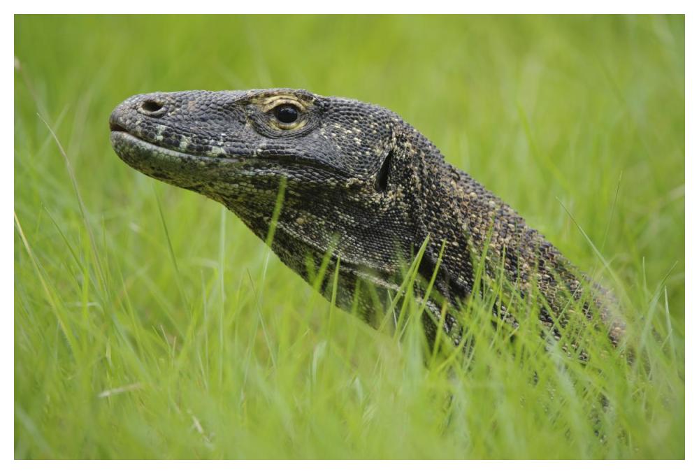 Komodo Dragon in grass, Nusa Tenggara, Indonesia-Paper Art-50"x34"
