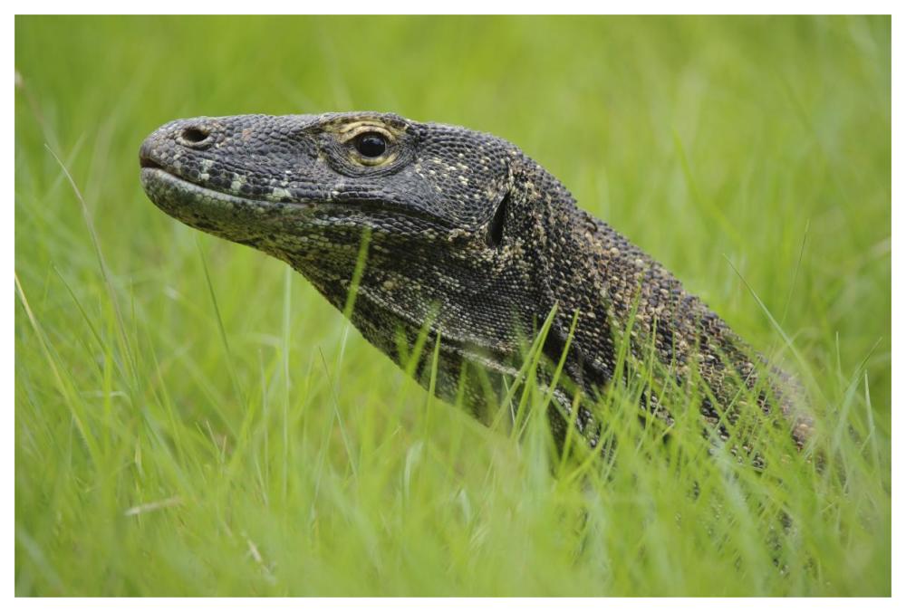 Komodo Dragon in grass, Nusa Tenggara, Indonesia-Paper Art-62"x42"
